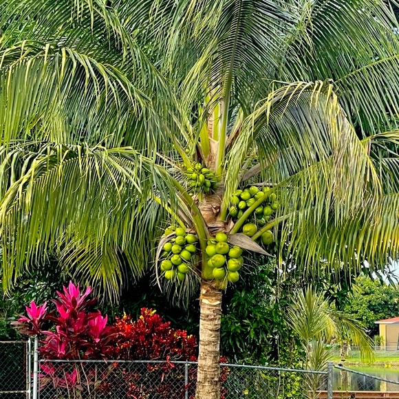 Meet your Posher, Bunny - Picture 1 of 1